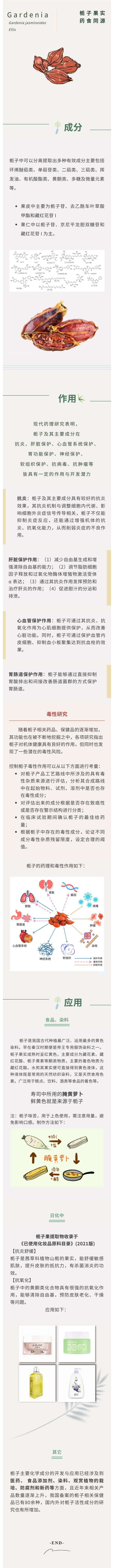 梔子—藥食同源富含藏紅花酸