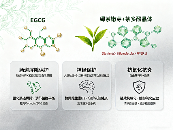 《Nutrients》期刊力证：EGCG 强化肠道屏障，助力免疫调节产品研发
