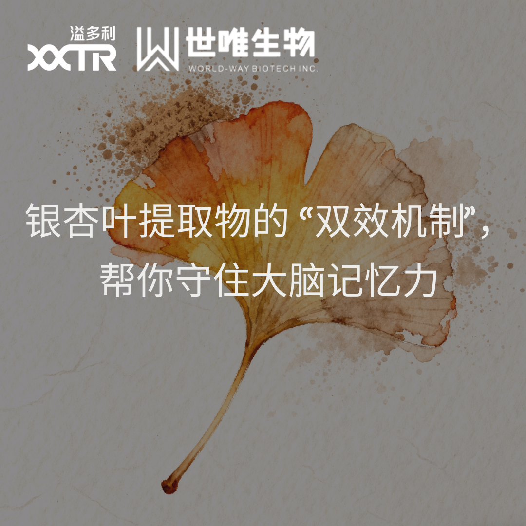 30 岁后总忘事？银杏叶提取物的 “双效机制”，帮你守住大脑记忆力