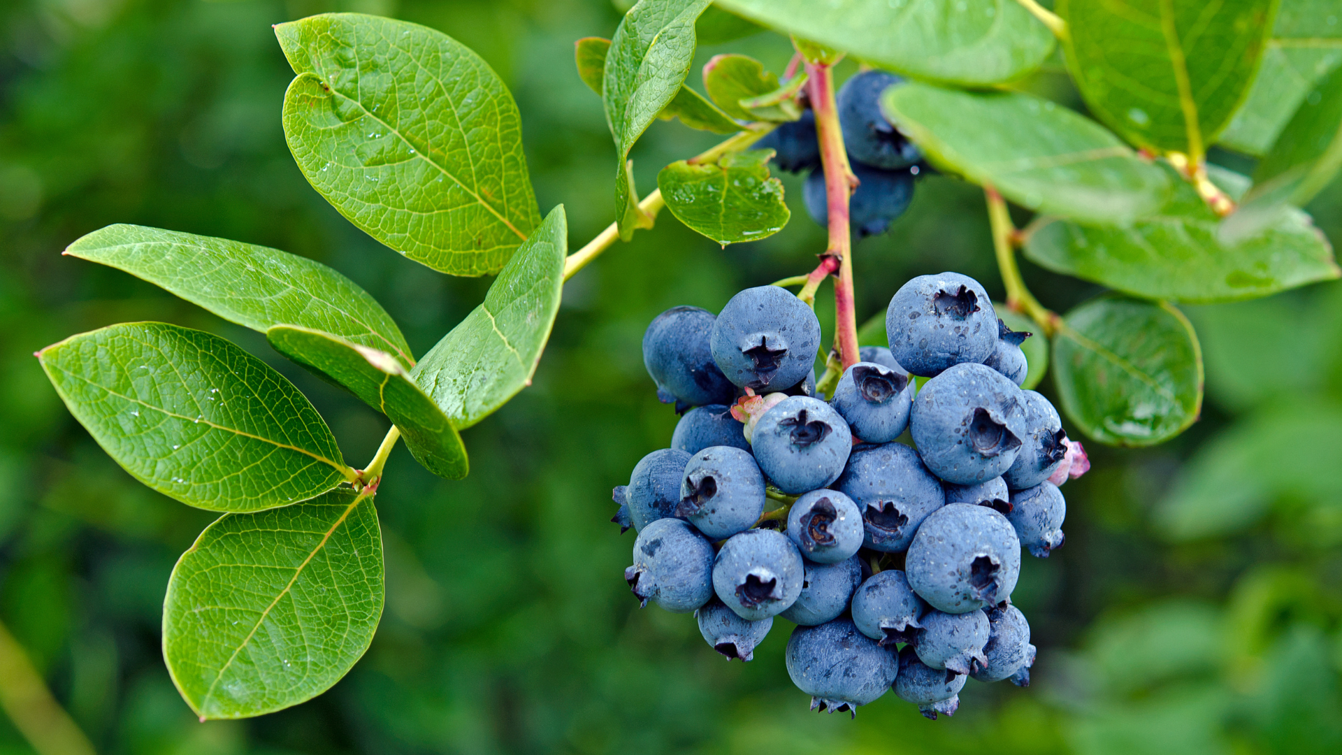 蓝莓的5大健康益处