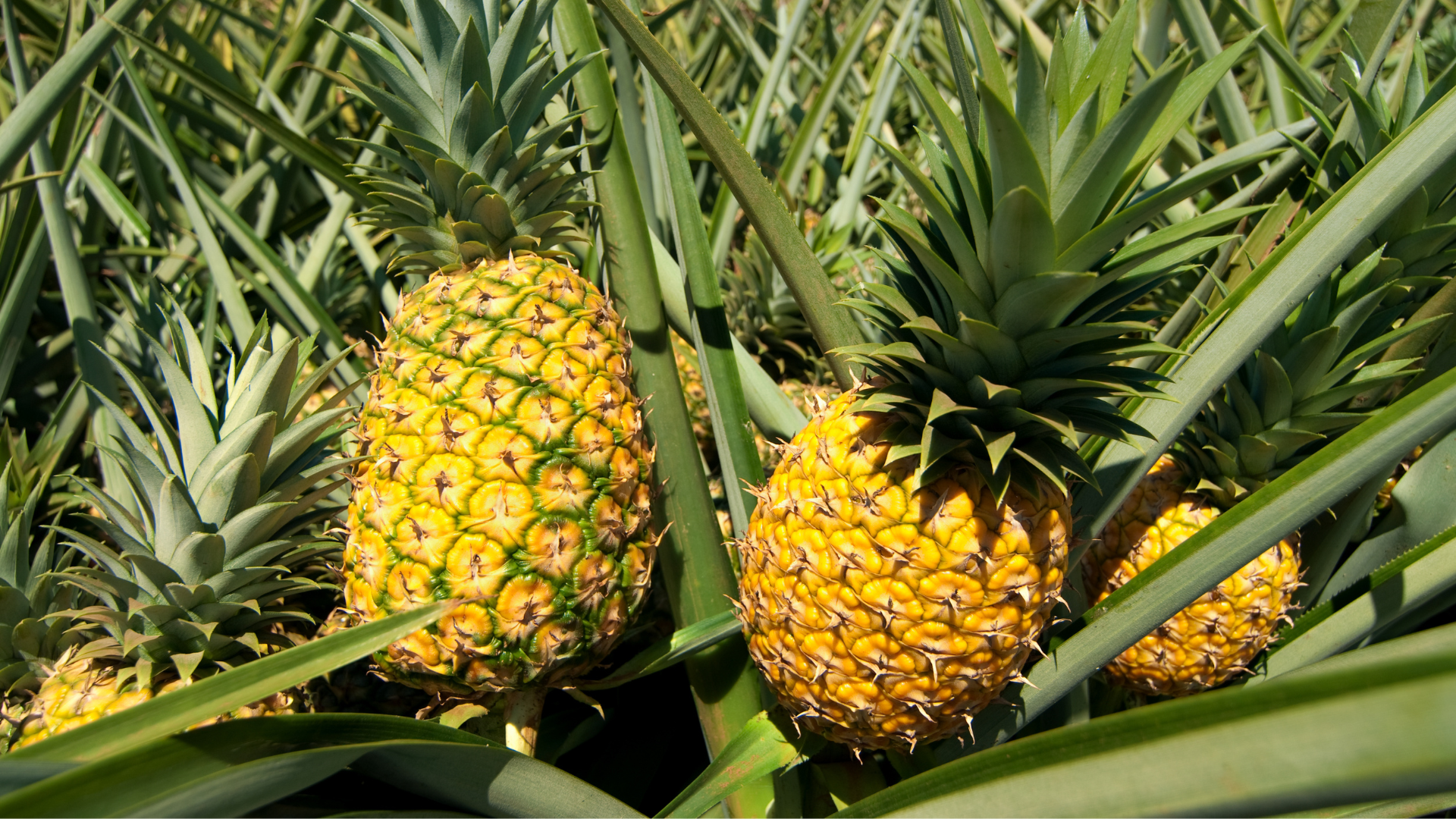 菠萝蛋白酶是什么 | 作用、用途及健康效益