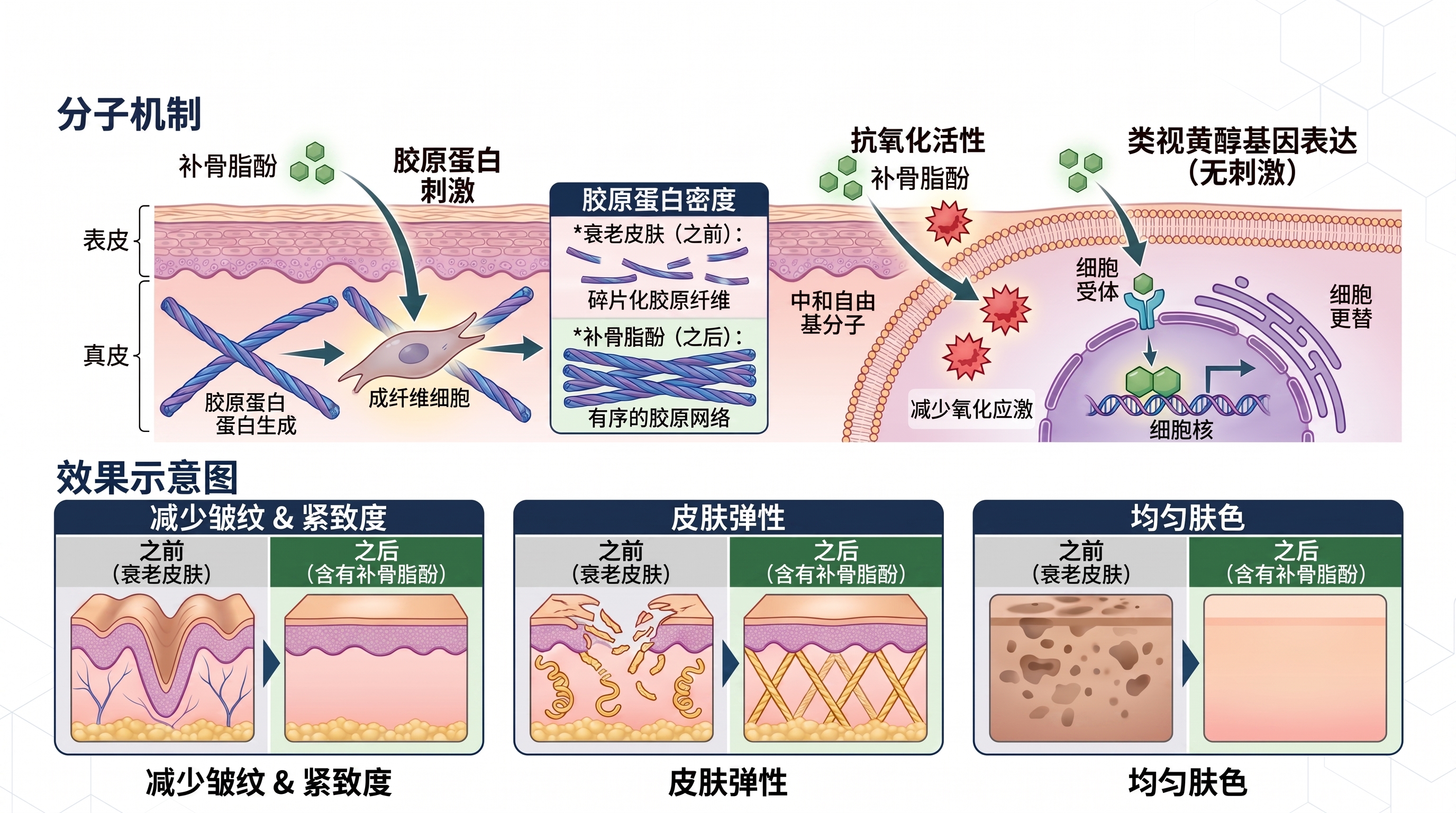 补骨脂酚多靶点抗衰老作用机制简单概念效果图_2K_202607030925 (1).jpeg