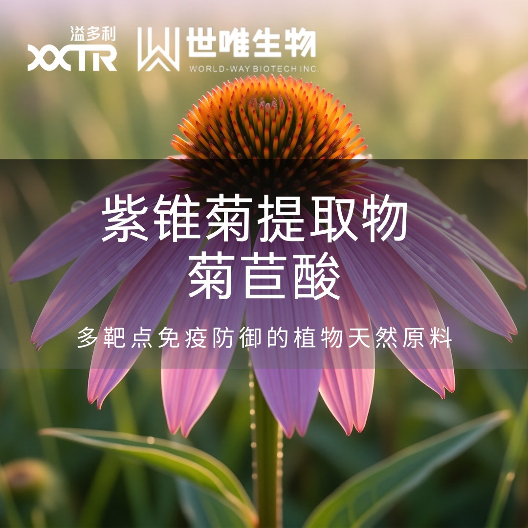 紫锥菊菊苣酸提取物——多靶点免疫防御的植物科学新解