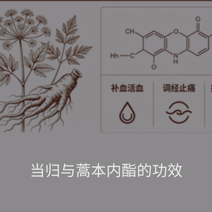 当归.png