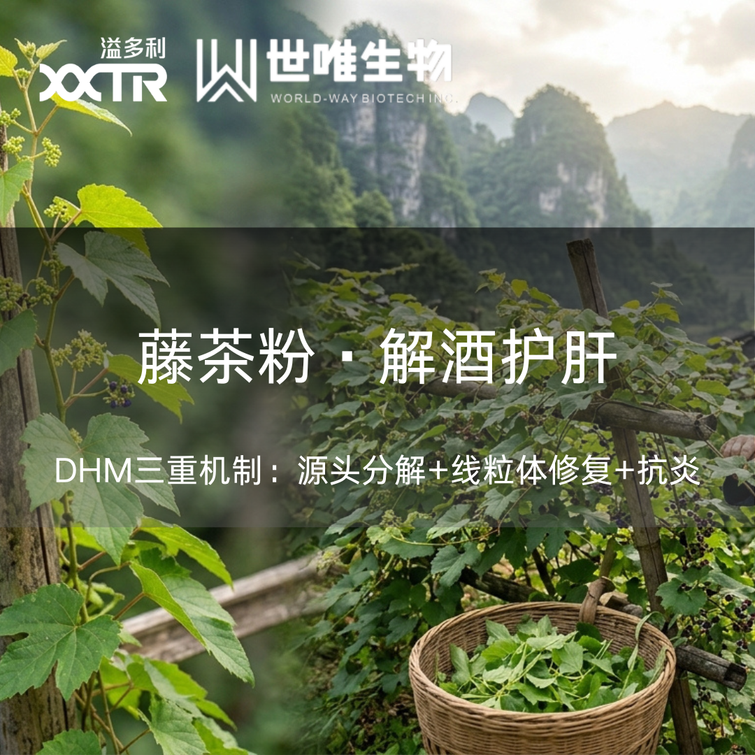 藤茶粉：DHM三重机制解酒护肝，从源头加速酒精代谢