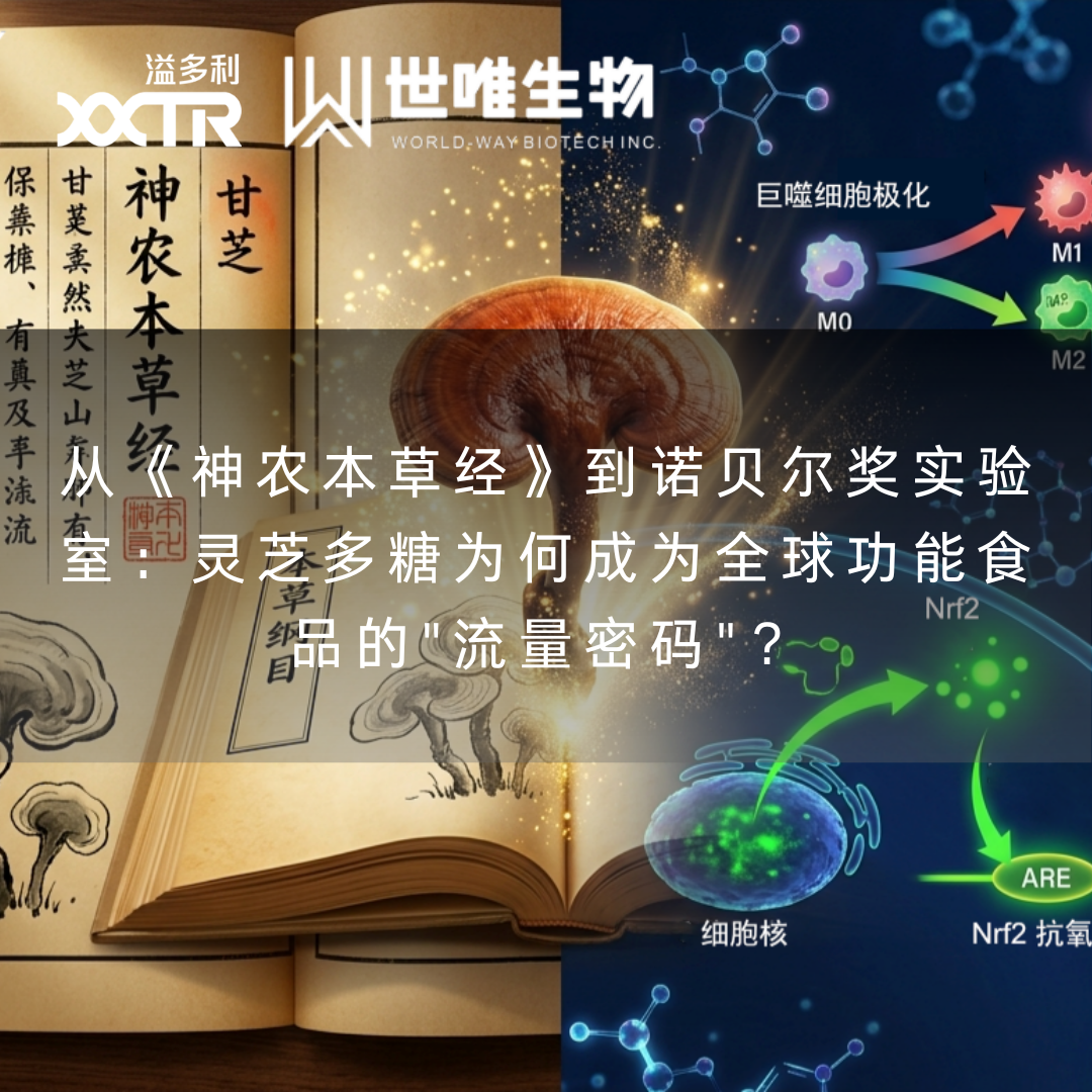 从《神农本草经》到诺贝尔奖实验室：灵芝多糖为何成为全球功能食品的"流量密码"？